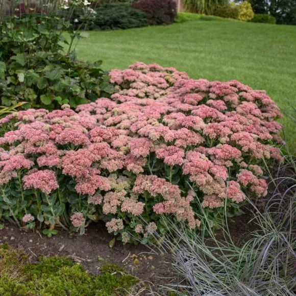 5 Perennial Organic Sedum 'Autumn Joy' Stonecrop Plants Flowers Herbs - Picture 7 of 7